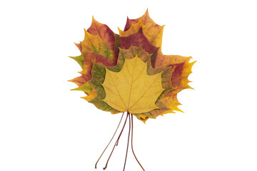 Five beautiful multicolored autumn maple leaves on a white background