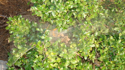 spider
web spider on the tree
 close up of web spider, closeup
insect, insects, bug, bugs, animal, animals, wildlife, wild nature, forest, woods, garden, park
