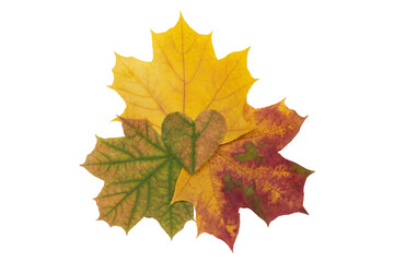 Maple leaf heart on three beautiful colorful autumn maple leaves on a white background