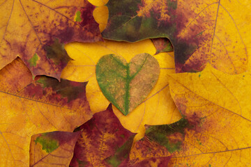 Heart made of maple leaf on the background of beautiful colorful autumn maple leaves
