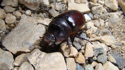 European rhinoceros beetle, Rhino beetle, female, Rhinoceros beetles have become popular pets.
Beetle in the nature. a very large beetle.
insect, insects, bug, bugs, animal, animals, pet, pets