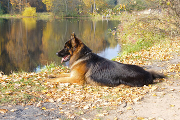 German shepherd dog lying on leaves near the lake in autumn day