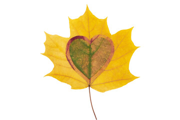 Maple leaf heart on a beautiful yellow autumn maple leaf on a white background