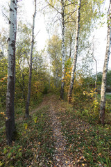 Autumn forest nature. Bright sunny day in the forest. Nature landscape with sunlight. Forest near Moscow.