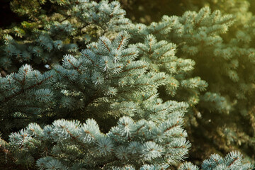 Fototapeta na wymiar Close-up of blue spruce branches, with scientific name Picea pungens, is type of spruces. Natural background for creativity. Selective focus. Image for website or banner. Copy space