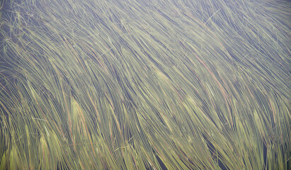 Green water grass in clear mountain lake covering the water, Bulgaria
