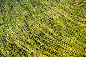Green water grass in clear mountain lake covering the water, Bulgaria