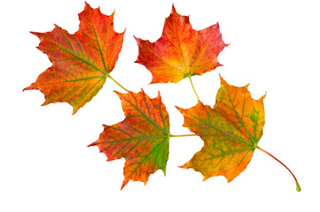 Naklejka na ściany i meble Bouquet of colorful bright autumn maple leaves on white isolated background close up