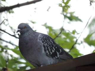 pigeon in the park