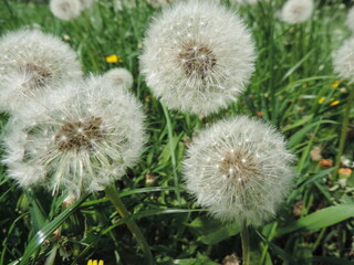 dandelions in the grass