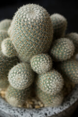 Cactus Background