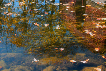 autumn forest reflection