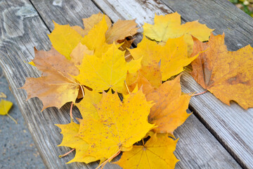 autumn leaves on wooden background