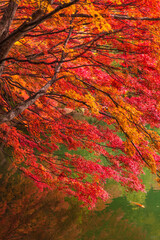 山梨県 南伊奈ヶ湖 紅葉