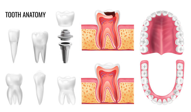 Tooth Anatomy Set