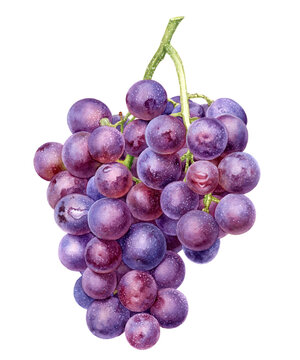 Grape bunch watercolor illustration isolated on white background