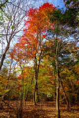 九重連山の東麓、黒岳原生林で湧く男池湧水群の紅葉