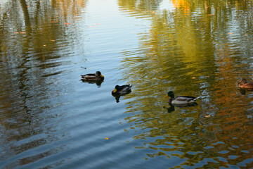 ducks in the lake
