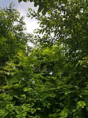 길가다 우연히 찍은 나무