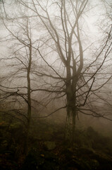 bosco autunnale nella nebbia