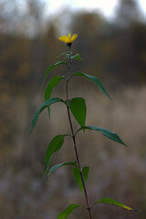 yellow flower on a high stem with green leaves