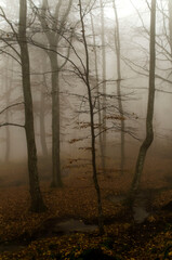 Fototapeta na wymiar alberi nella nebbia