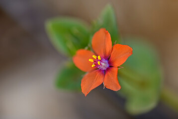 Scarlet Pimpernel - Anagallis arvensis, popular small beautiful flower from European meadows and pastures, Pag island, Croatia.