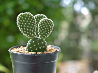 Cactus plants Bunny ears , Opuntioideae in black pot  in garden with blurred background
 ,cactus in...