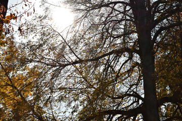 trees and sky