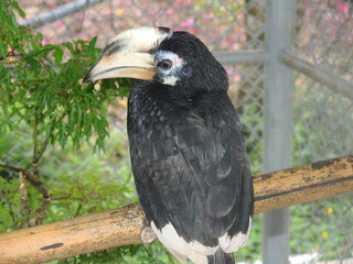 bird with a large beak