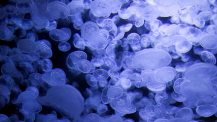 Jellyfish in water