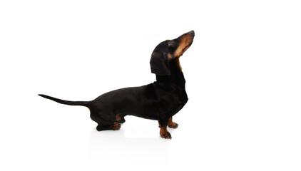 Male dachshund dog puppy looking up. Isolated on white background. Long tail
