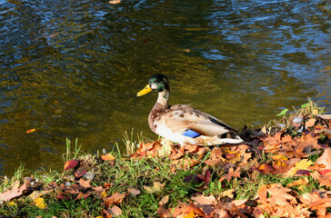 duck in the pond
