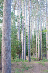Naklejka premium pine forest in the evening