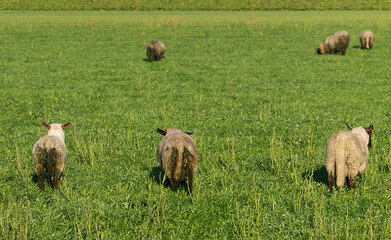Obraz premium Sheep with diarrhoea in a meadow