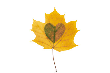Maple leaf heart on a beautiful yellow autumn maple leaf on a white background