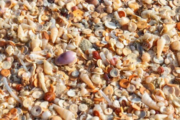 Fototapeta premium shells background