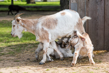 A goat mother feeding her baby in the pasture.