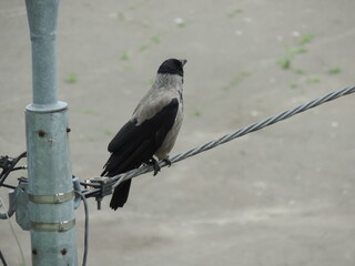 bird on a branch