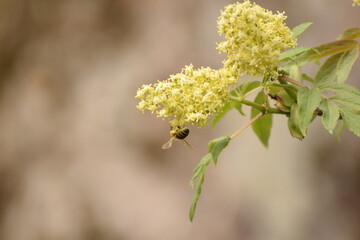 Biene hängt an einer gelben Blume