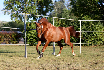 Young purebred saddle horse runs gallop on  grass in summer corral