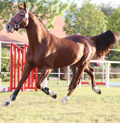 Young purebred saddle horse runs gallop on  grass in summer corral