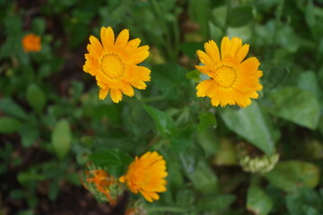 yellow daisy flowers in the garden
