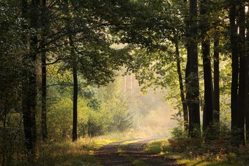 Obraz premium Forest path on a misty early autumn morning