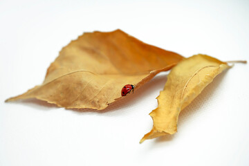 Naklejka premium Dry autumn leaf on a white background. Fragment. Ladybug on a yellow dried leaf. Close-up. White background. Yellow-brown leaf. Isolate. Autumn still life. Autumn abstraction