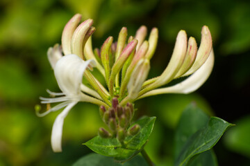Close up detail of Honeysuckle bloom