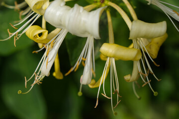 Close up detail of Honeysuckle bloom
