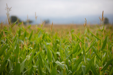 Panocha de maíz (Zea mays) en un campo