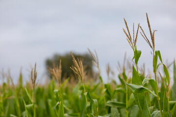 Panocha de maíz (Zea mays) en un campo
