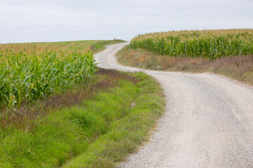 Panocha de maíz (Zea mays) en un campo